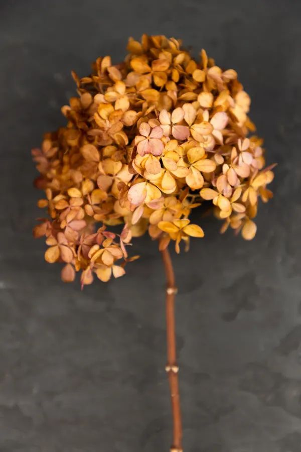 cut stems