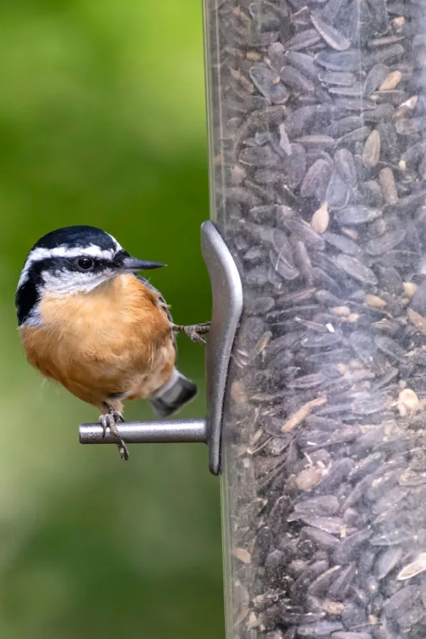 A bird sitting on a feeder eating black oil sunflower seeds