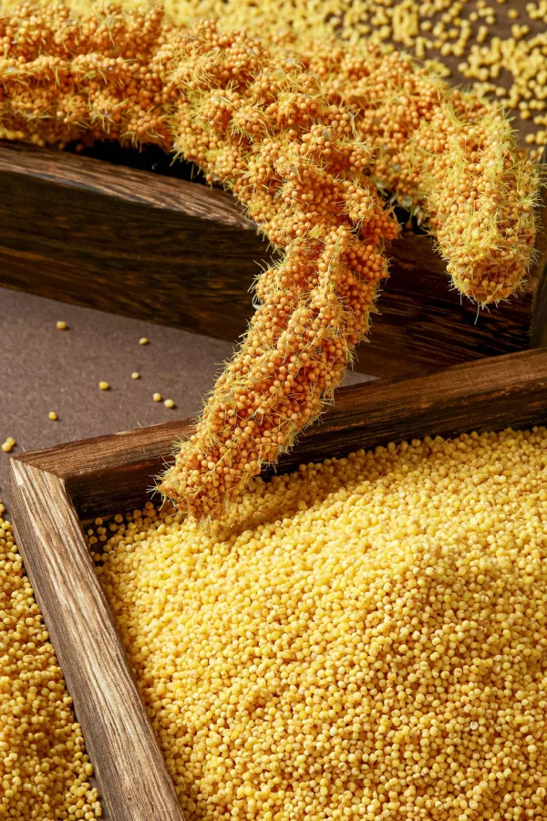 A pile of millet seeded and still on the plant. A great option for homemade birdseed.