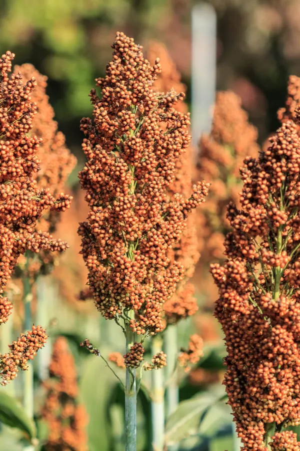 A field of red milo