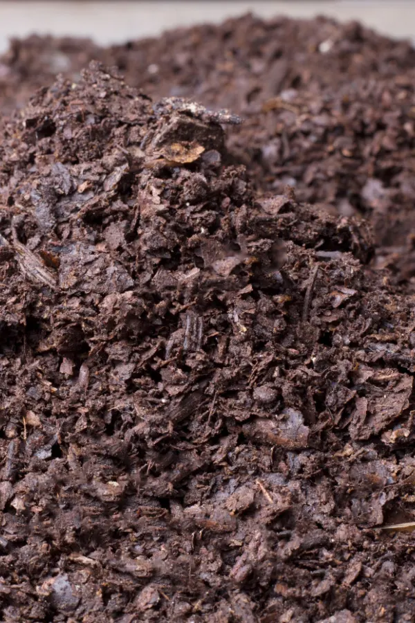 A large pile of finished leaf mold. 