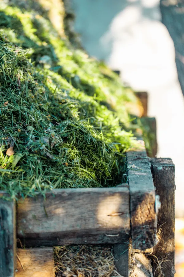 how to use leaves in the fall