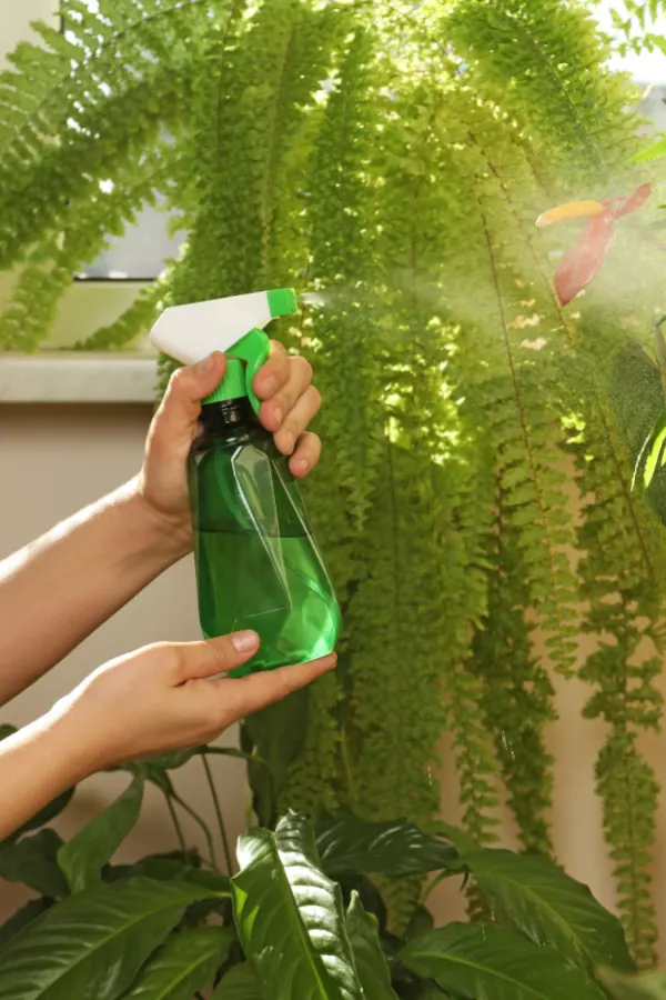 misting ferns