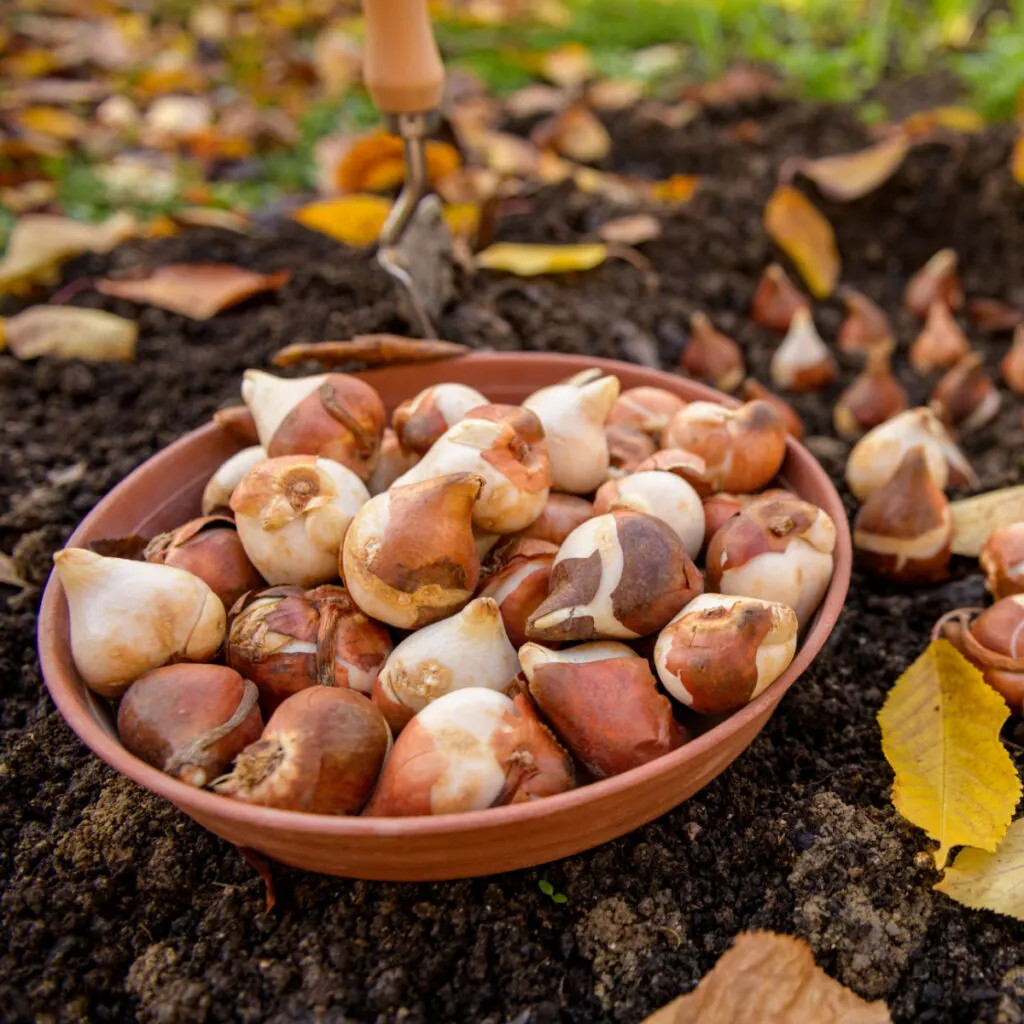 A bowl of flower bulbs waiting to be planted in the fall.