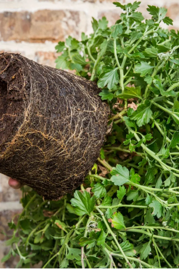 root ball