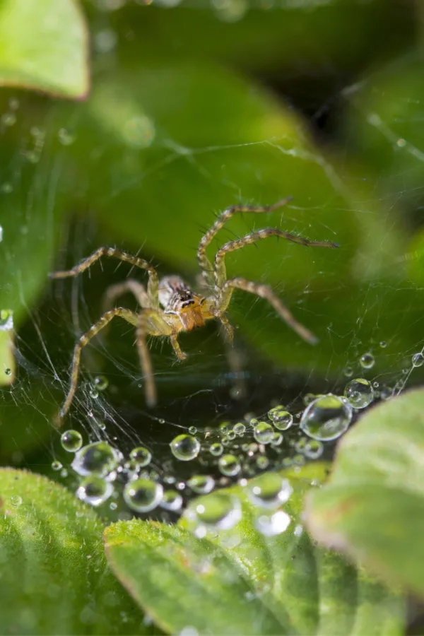 keep spiders away