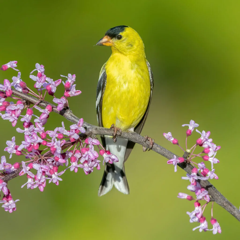 American Goldfinch - feeding in the winter