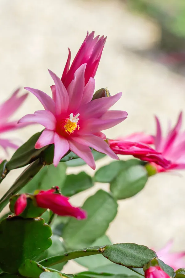 flowering Easter plant
