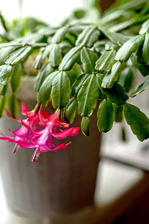A plant with only two flowers