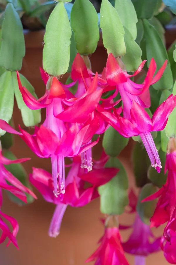 A Christmas cactus with lots of bright pink blooms.