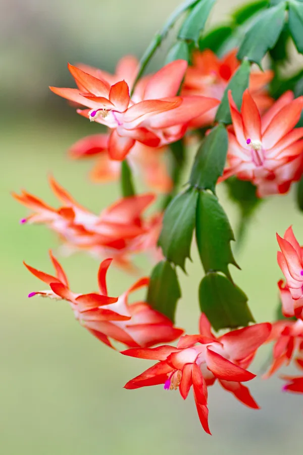 A blooming Thanksgiving or Christmas cactus in red.