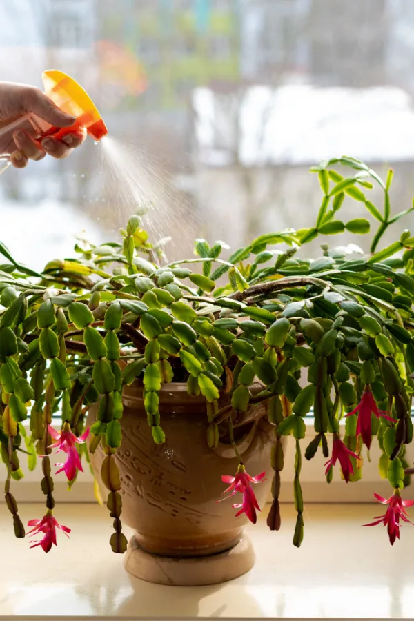 Misting plants