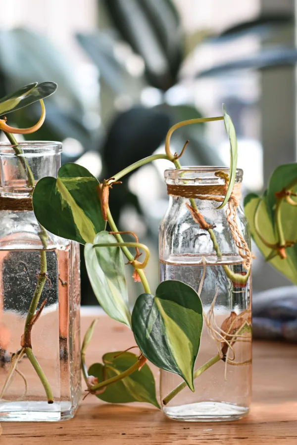 Two glass jars holding cuttings from plants that have started producing new roots.