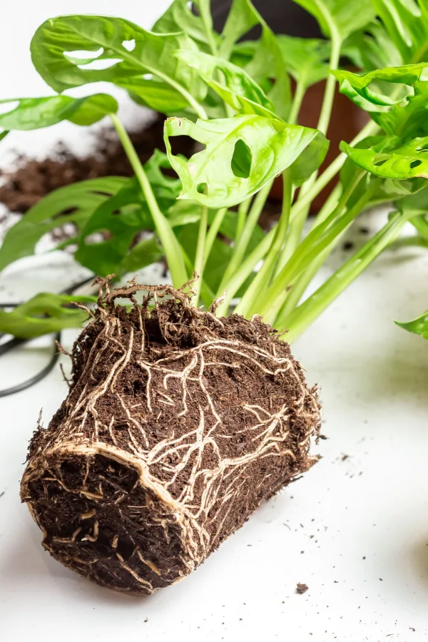 A monstera plant that needs to be repotted. It's roots are in the shape of its old container.