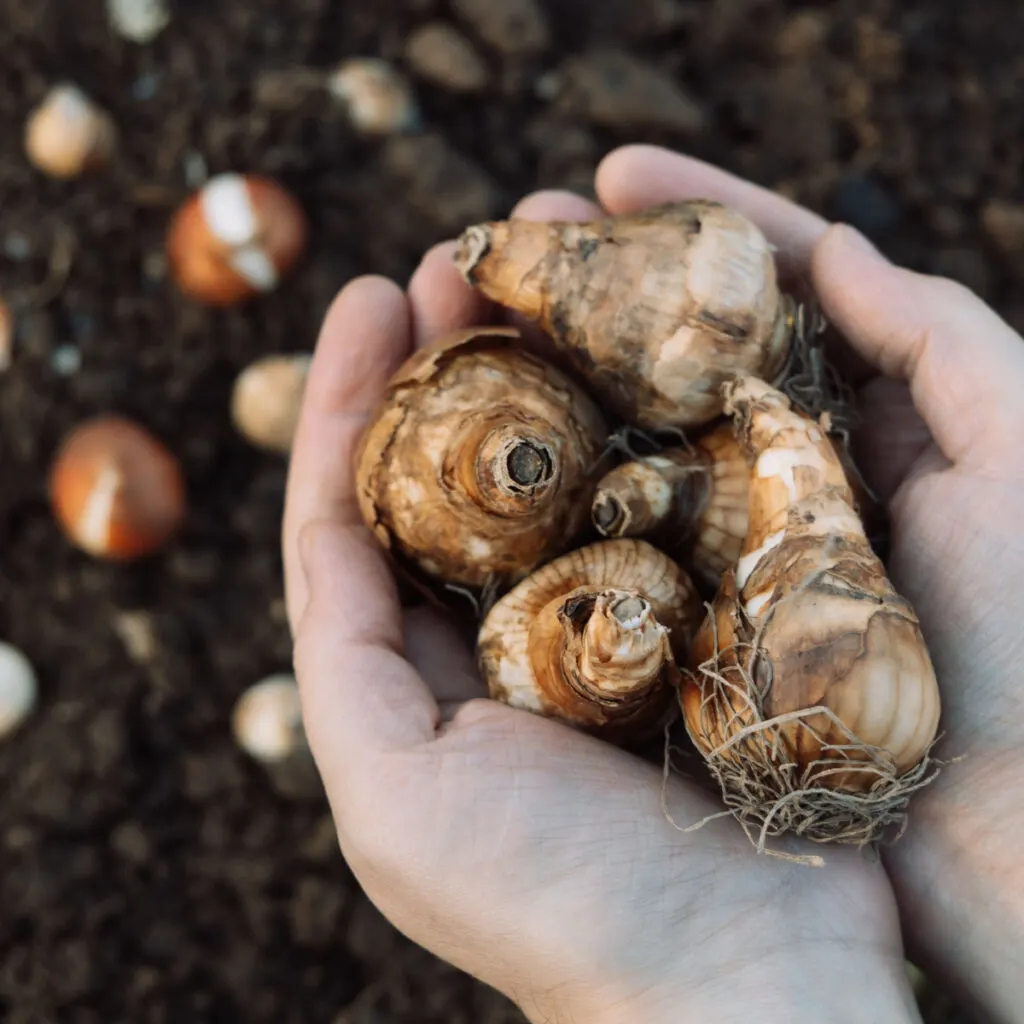 Two hands holding daffodil bulbs in the fall with some already planted in the background.