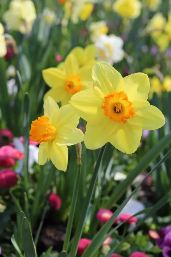 Several spring flowers blooming