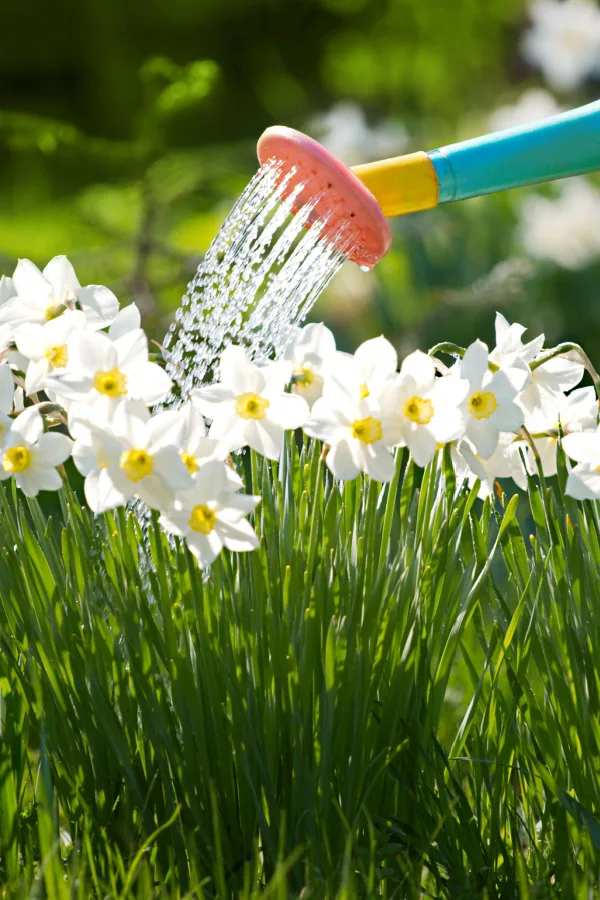 A watering can watering daffodil flowers overhead.