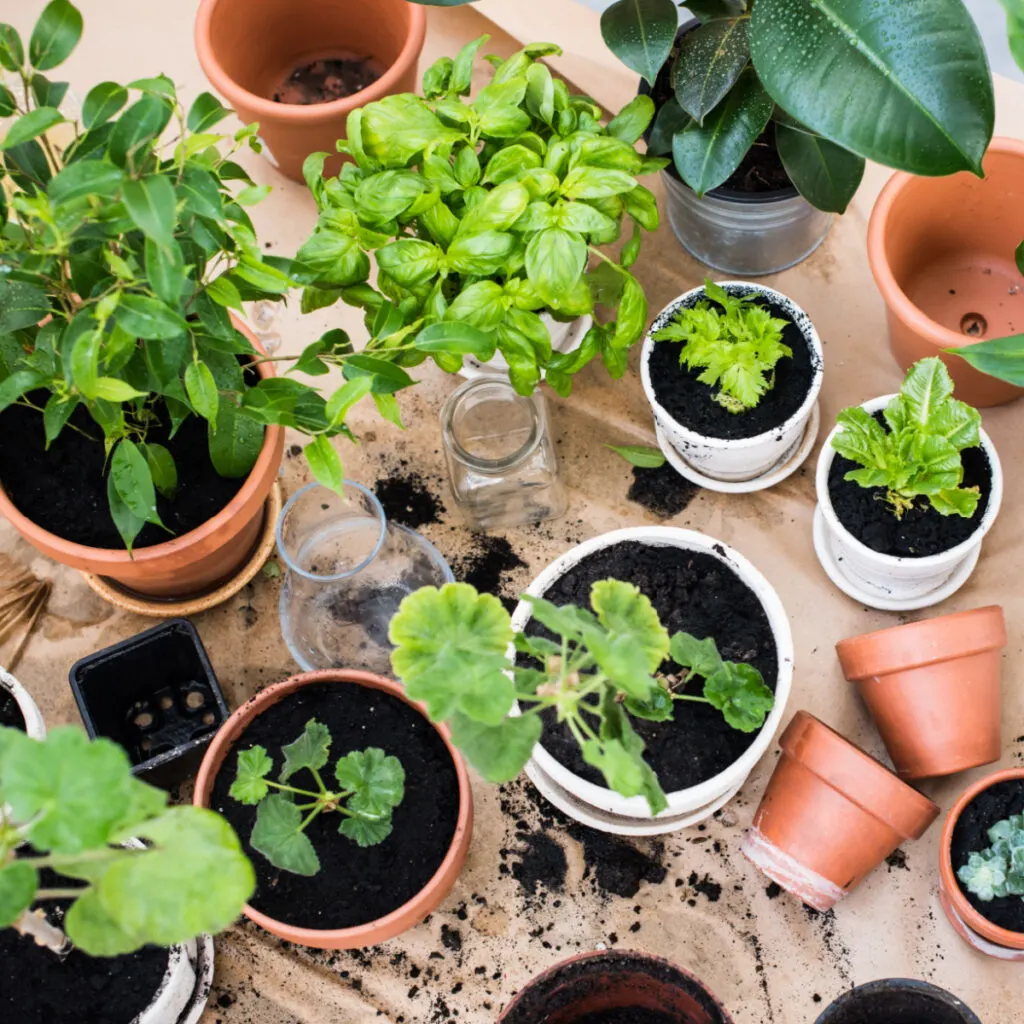 A bunch of different houseplants being repotted with worm castings and potting soil.