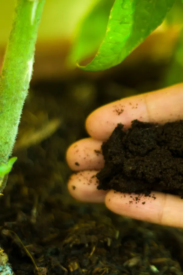 tomato plants - fertilizing
