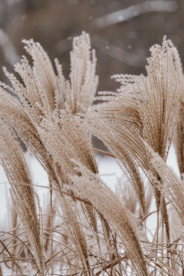 ornamental grasses in the winter