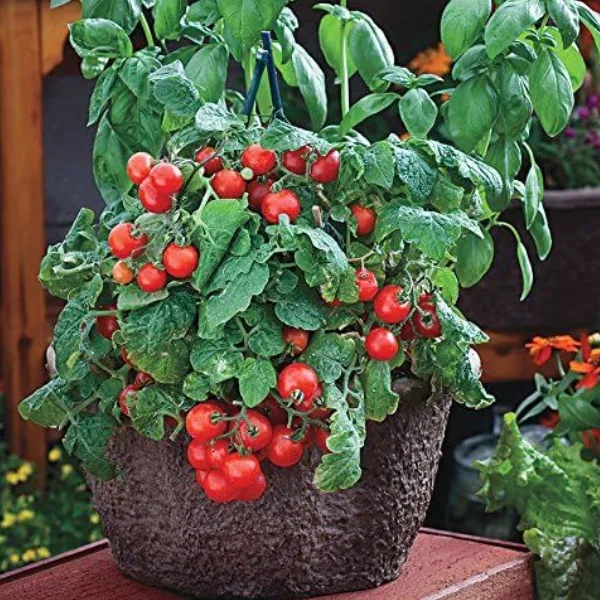 Red Robin Tiny Tomato