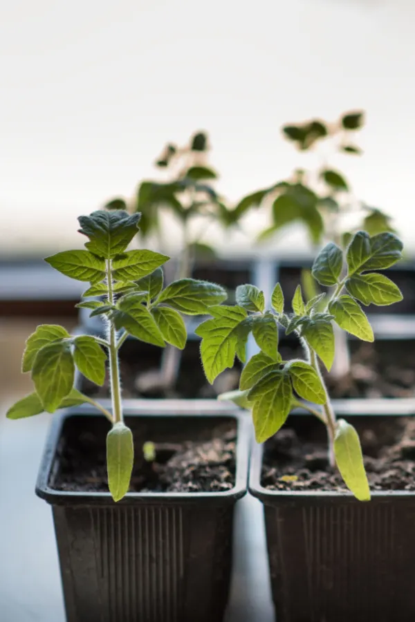 starting seeds