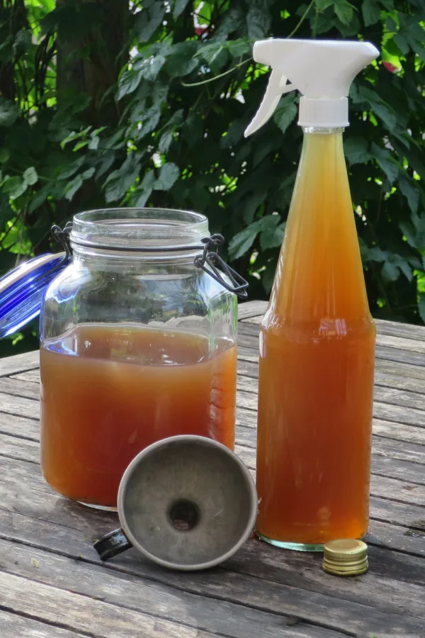 A jar and a spray bottle of worm casting tea - how to fertilize houseplants with worm castings