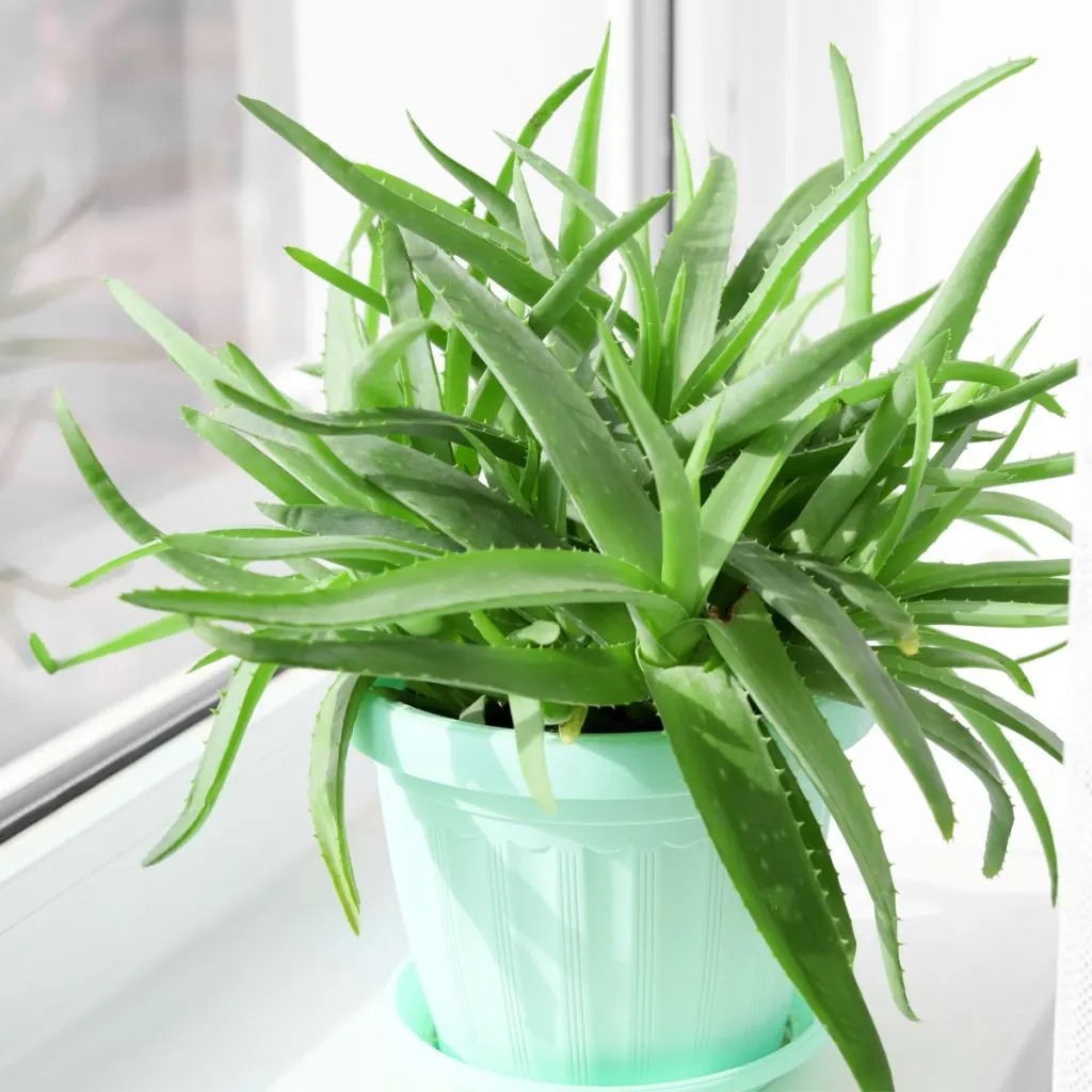 An aloe plant in a blue pot. Grow aloe as a houseplant