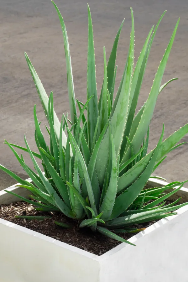 A large aloe plant in an outside growing pot. Grow aloe houseplants