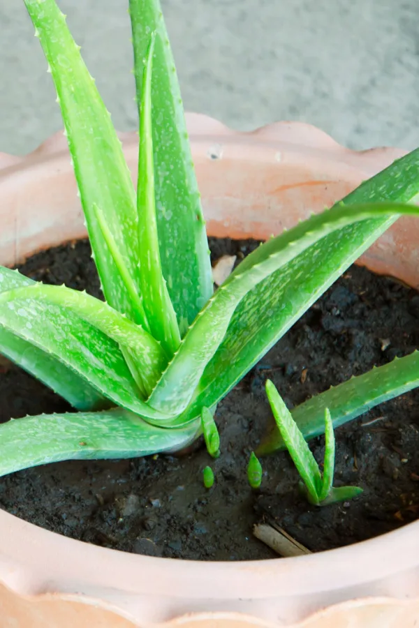 New baby plants growing along the base of a mature plant.