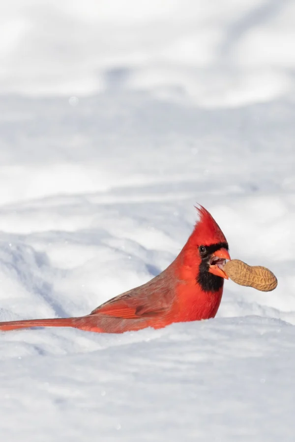home made bird feed