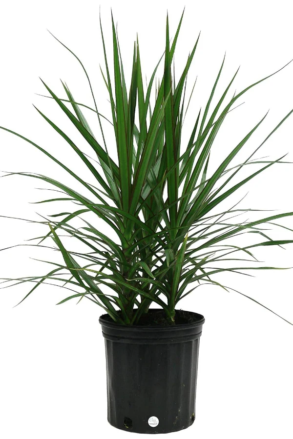 Draceana
