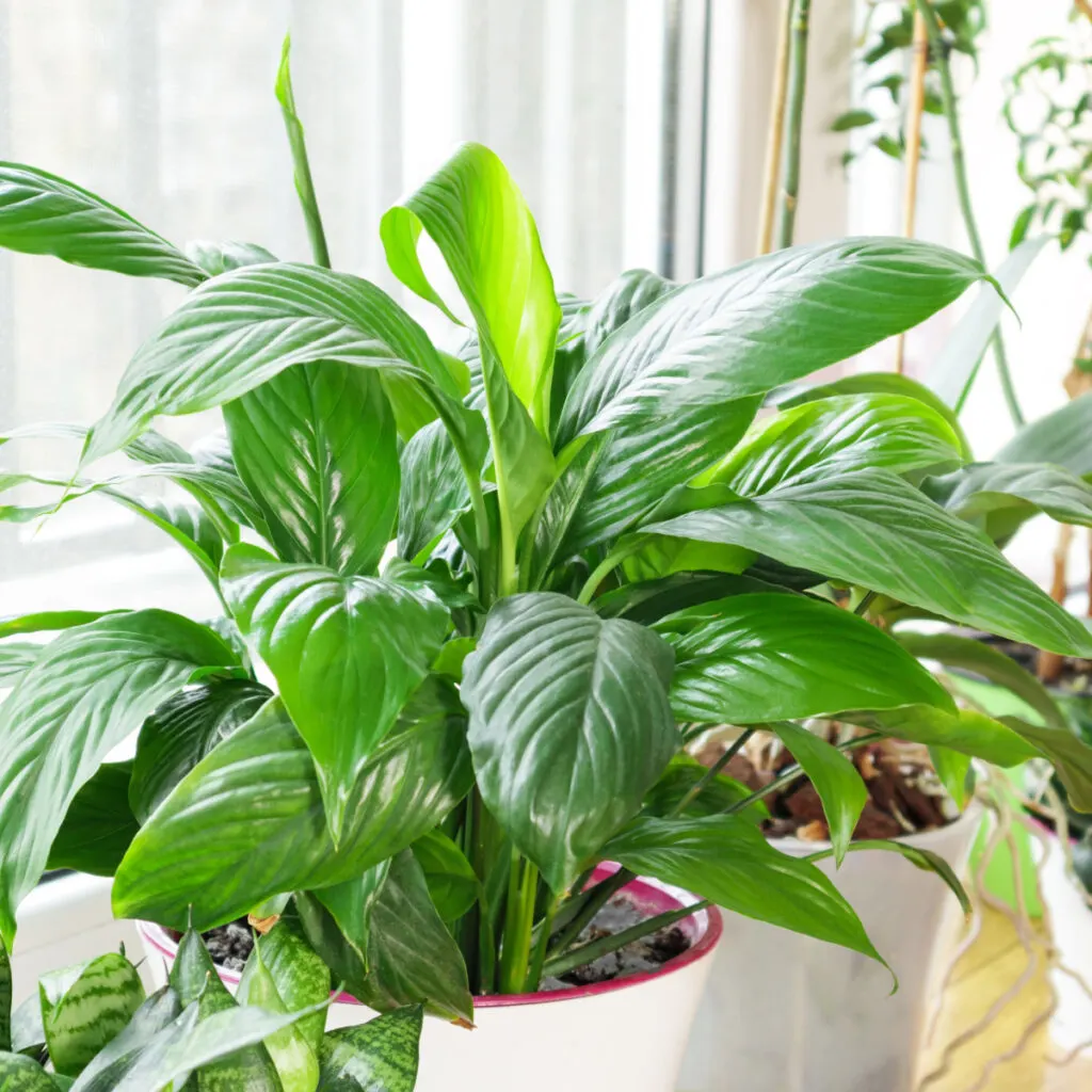 Houseplants near a large window in a home. 