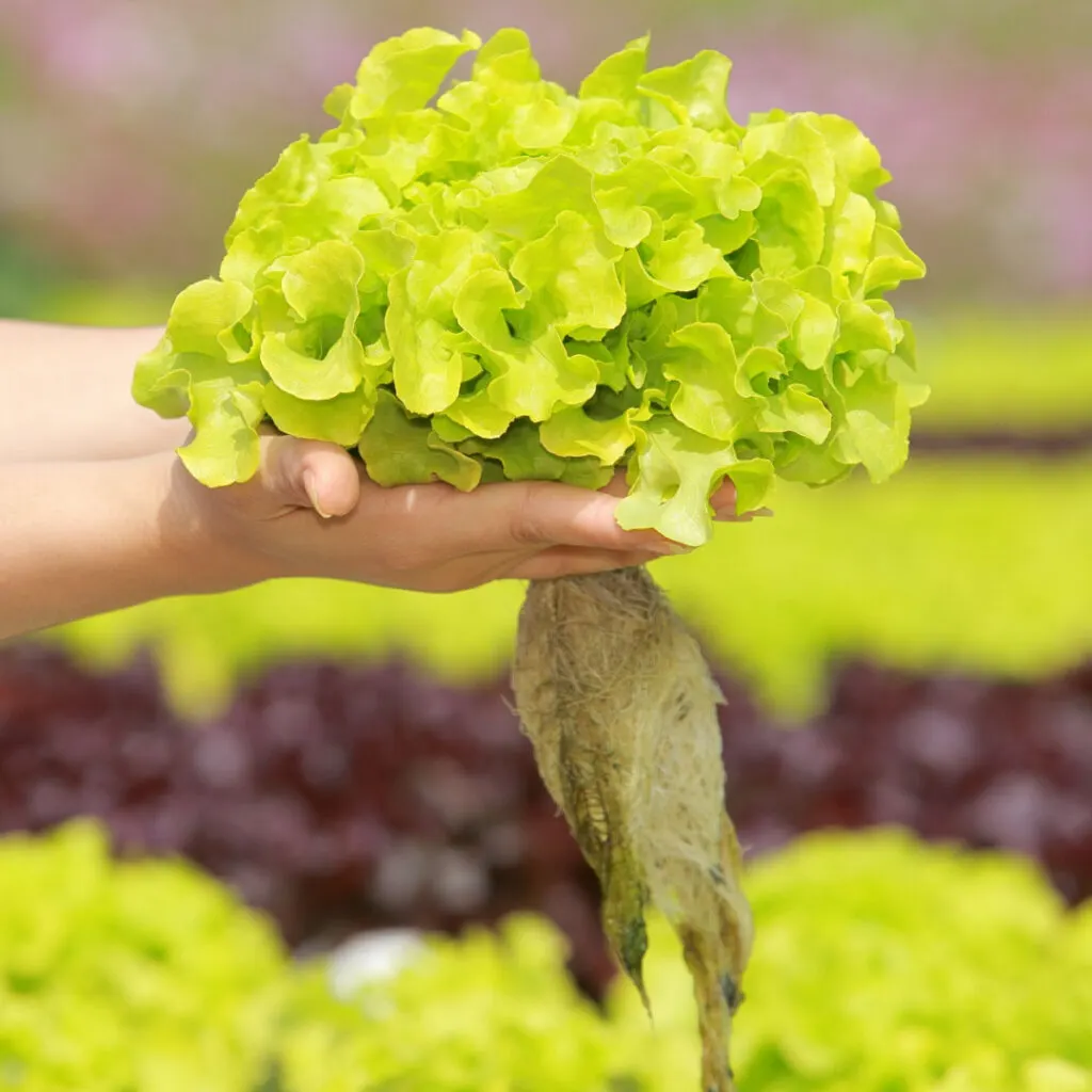 Two hands holding up lettuce that has been grown in a hydroponics kit.
