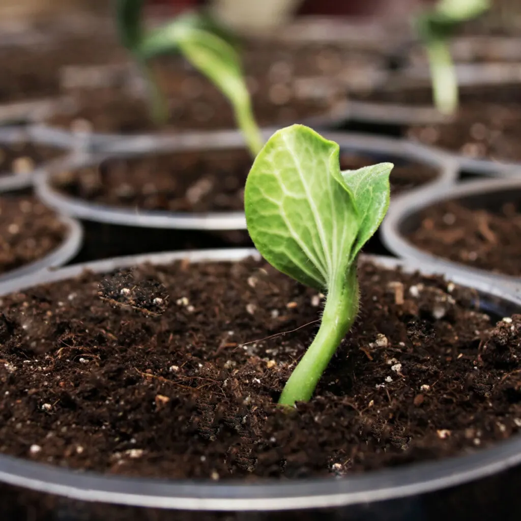 A new seedling growing out of seed starting soil in a small pot.