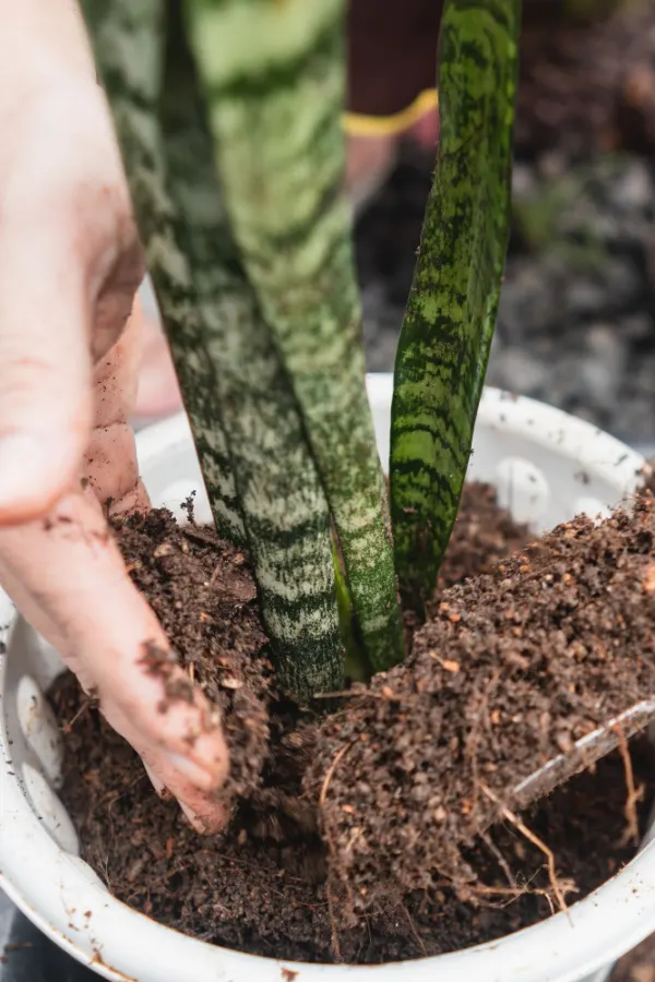 A snake plant being planted with regular potting soil.