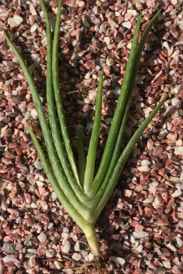 pup for transplanting