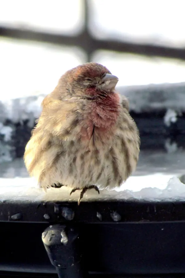 water in bird bath