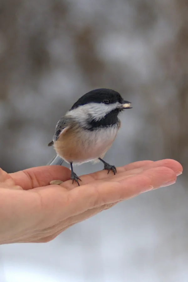 chickadee landing