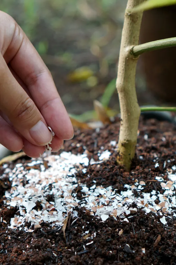 Crushed egg shells around a tomato stem.