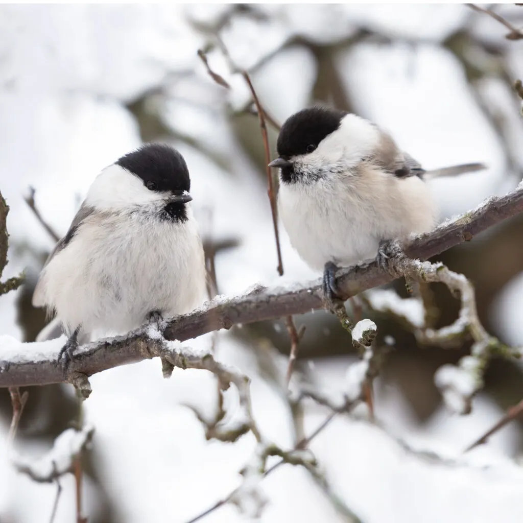 feeding chickadees in the winter