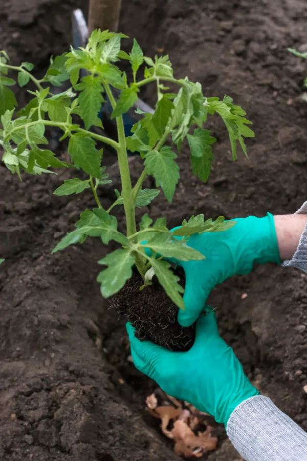 healthy transplant