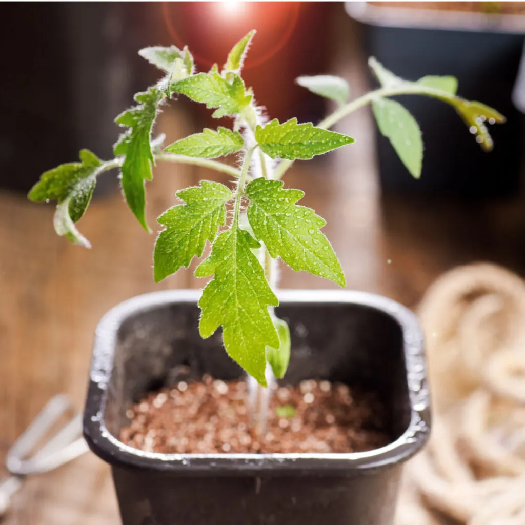 start tomato plants indoors