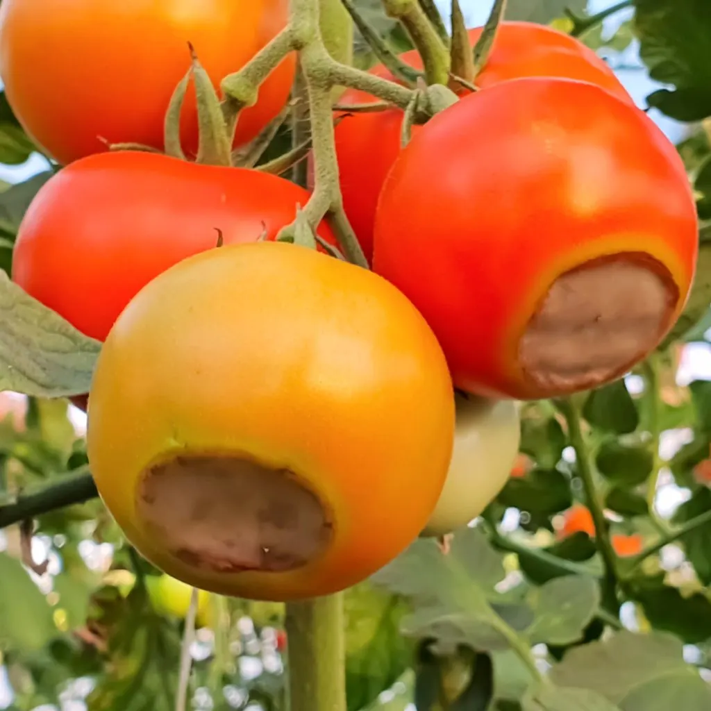 A few ripening tomatoes looking mostly healthy but with blossom end rot starting to form.