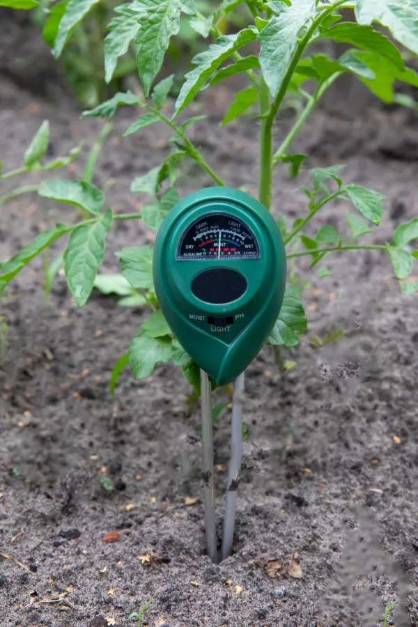 A soil moisture probe in the soil in front of a tomato plant. 