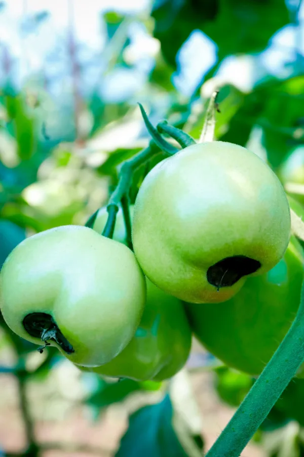 New unripe tomatoes with the start of blossom end rot. 