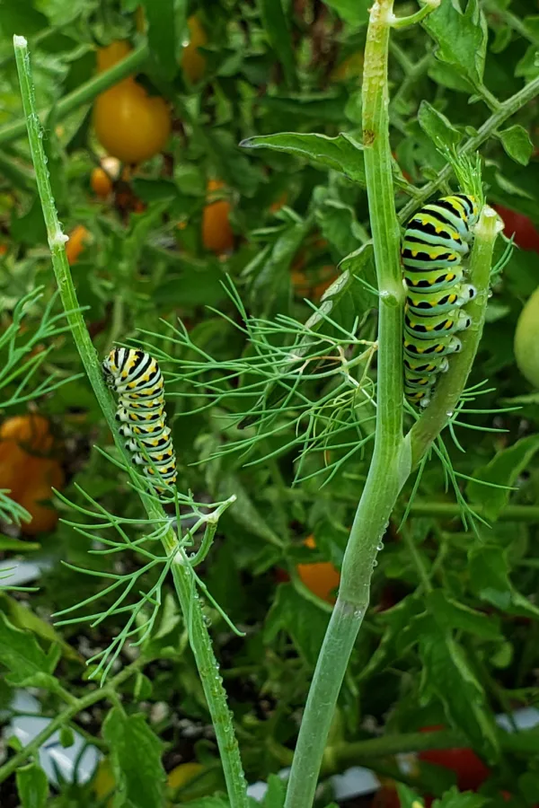 Two caterpillars on a few dill stems. Butterfly garden plants