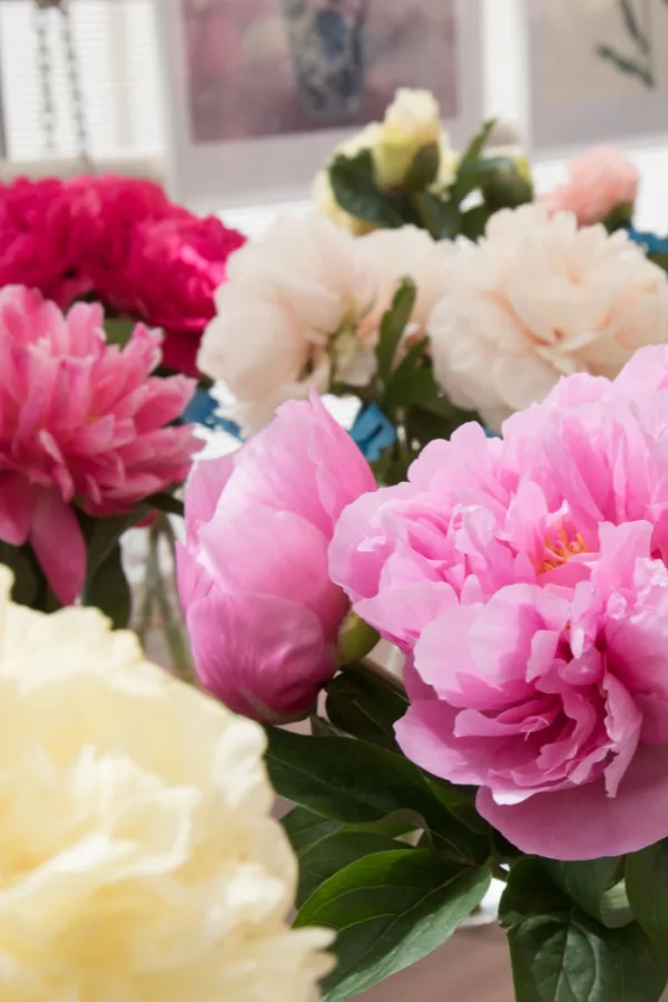 cut flowers - best peonies
