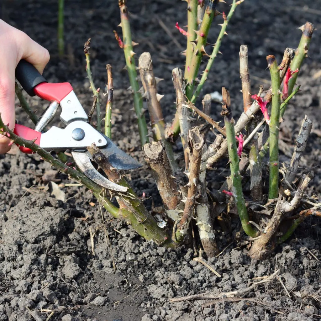A hand pruning rose bushes