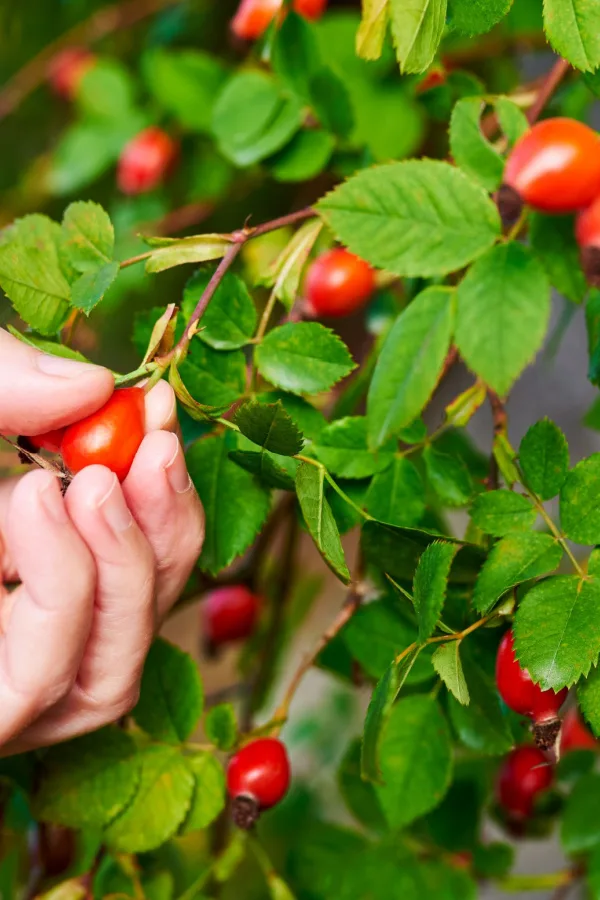 pruning rose bushes in late winter - rose hips
